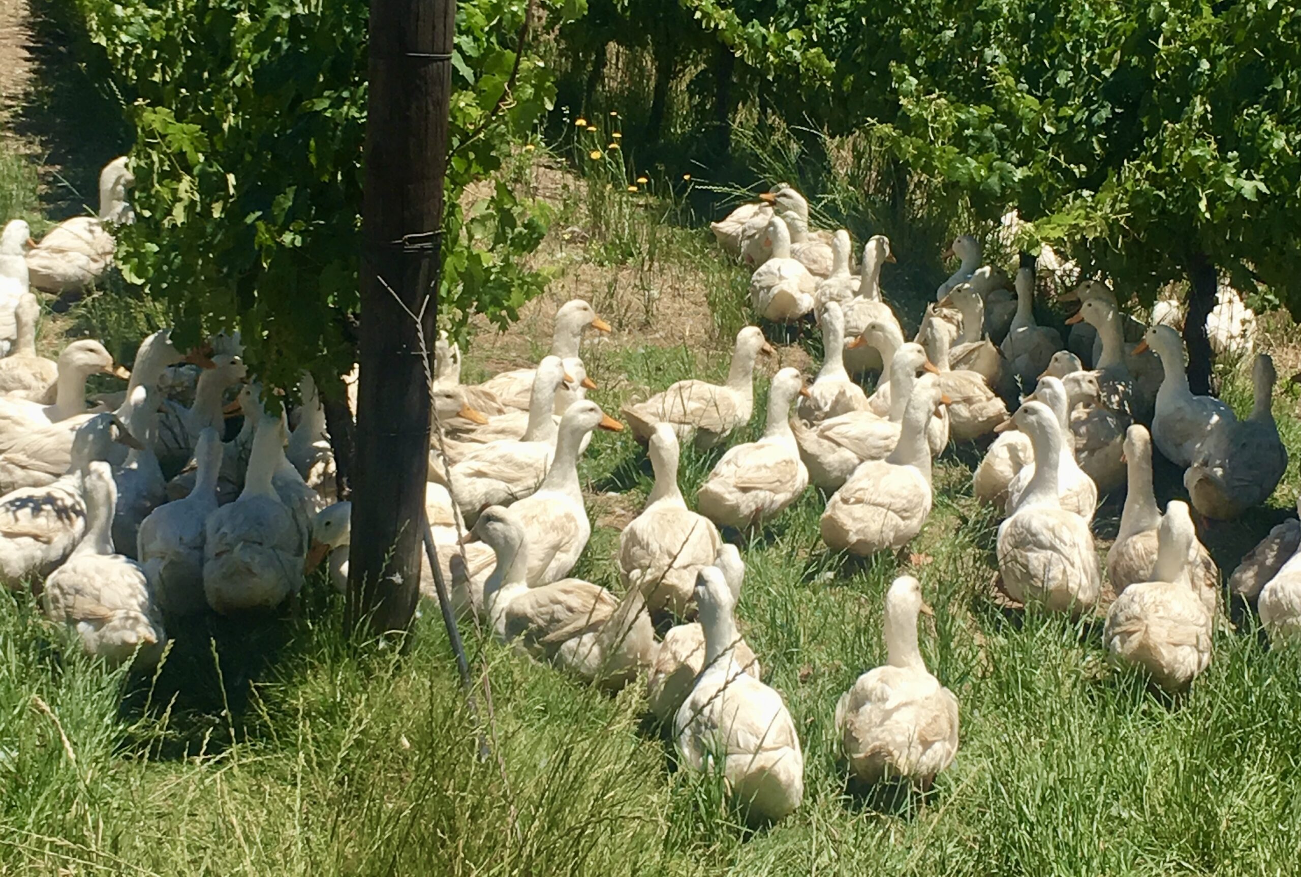 Ducks patrolling organic vineyard at Avondale Wine Estate